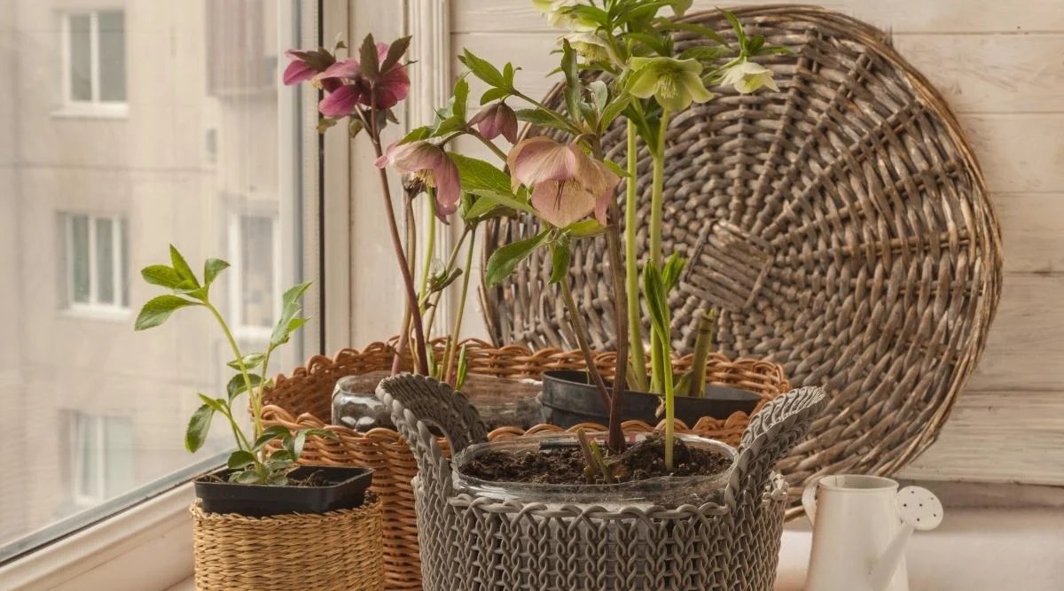 Hellebore in the basket on the window