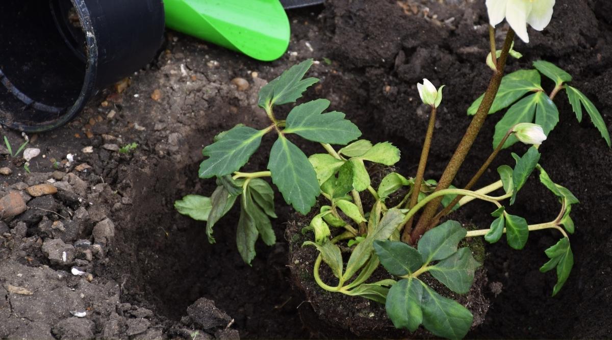 Hellebores Propagation by Division