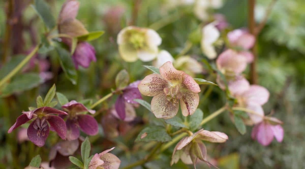 Helleborus bloom in the garden