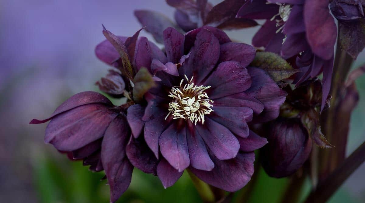 Helleborus niger in a garden