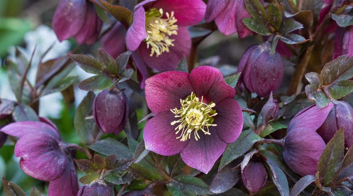 26 Shade Loving Perennials For Zone 8 Shade Gardens
