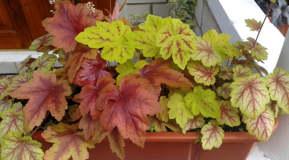 Heuchera