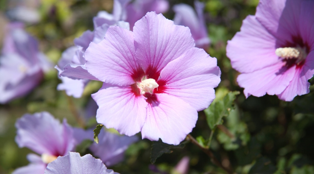 Close-up of two Hibiscus syriacus shrub flowers in a bright sunny garden against blurred green foliage. The flowers are large, tubular, bright pink-purple with crimson centres, with prominent yellow-tipped white stamens. The petals are slightly wavy at the edges. The leaves are bright green, alternate, broadly ovate, with palmate veins.