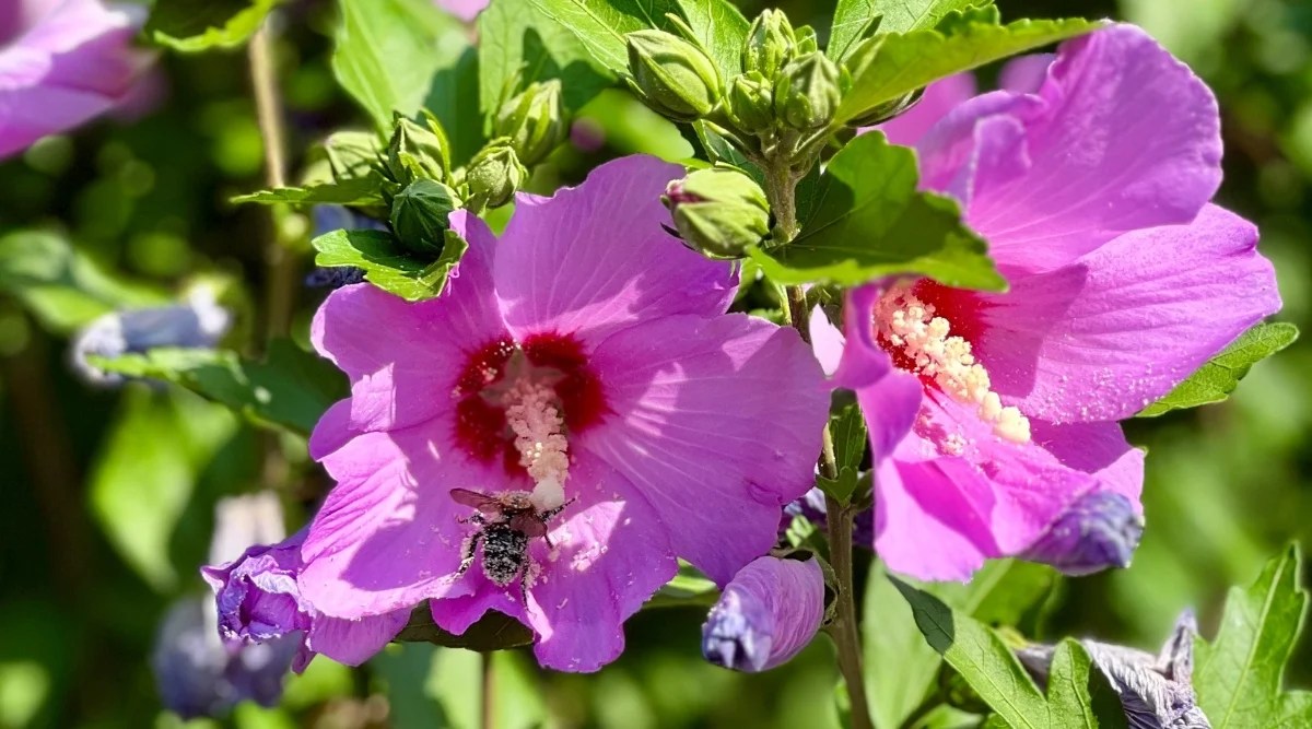 Close-up of a bee collecting pollen from a Hibiscus flower, in a sunny garden. Hibiscus leaves are dark green, glossy, and have a serrated margin. They are broad and have a simple, alternate arrangement on the stems. Hibiscus flowers are large, colorful, and trumpet-shaped. They are bright pink with a crimson-red center.