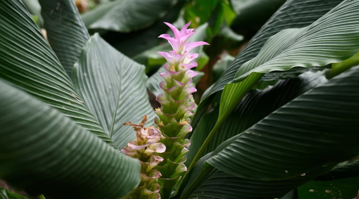 Tall light green and pink bracts with small almost hidden white to yellow flowers on the stiff stemmed inflorescence. Flower is in the center of large, dark green, ribbed leaves with raised veins.