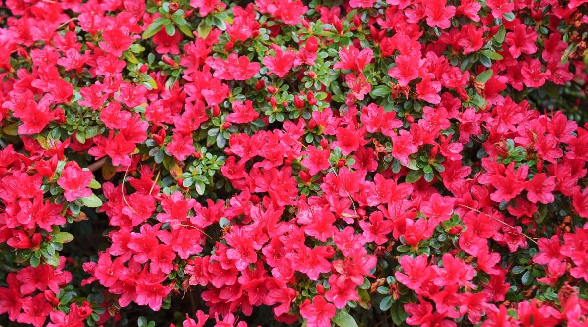 Top view of a flowering shrub blooming in abundance with bright crimson flowers in a summer garden. The blooms are bright crimson, consisting of 5 petals, the cores of which contain 5 long red stamens. There are also unblown pink buds on the branches.