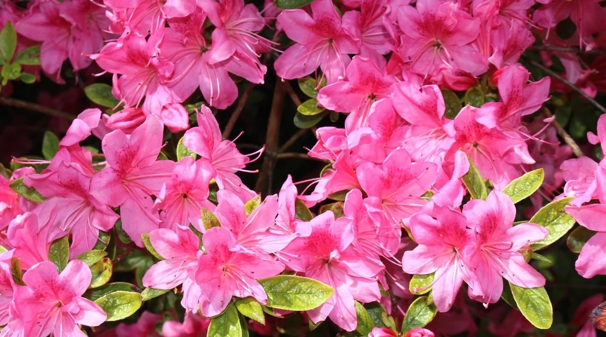 A close-up of a profusely flowering Holland azalea bush surrounded by pale green oval leaves. Large, solitary, funnel-shaped dark pink flowers with red freckles on the upper petals.