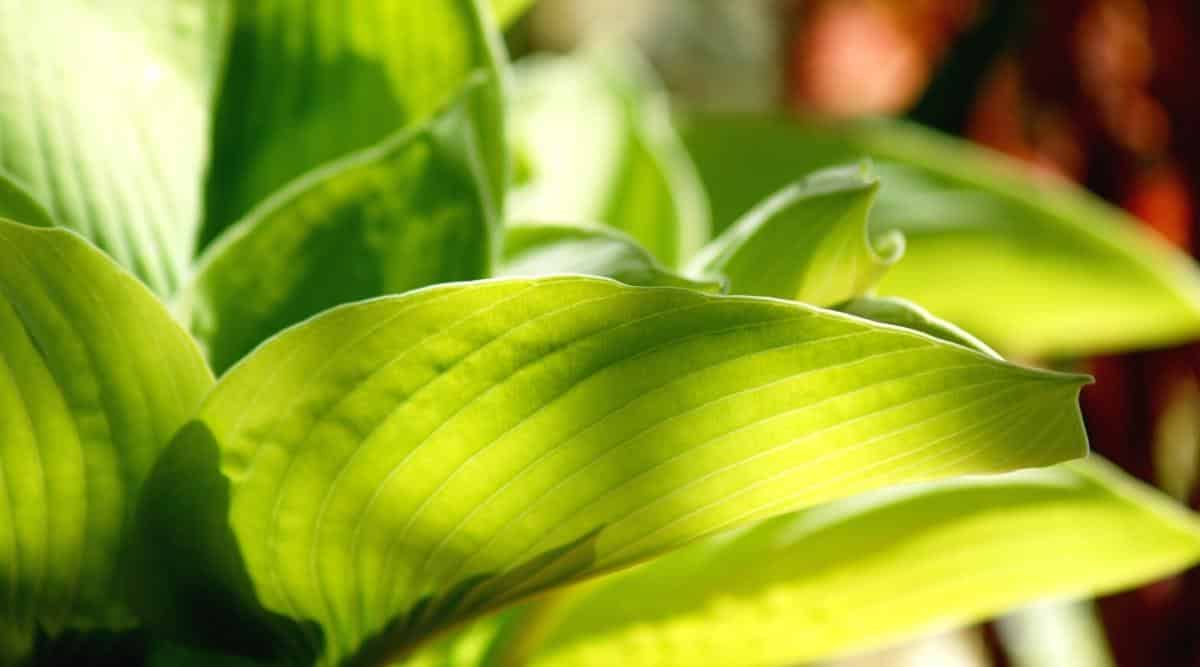 Plant leaves in partial sun