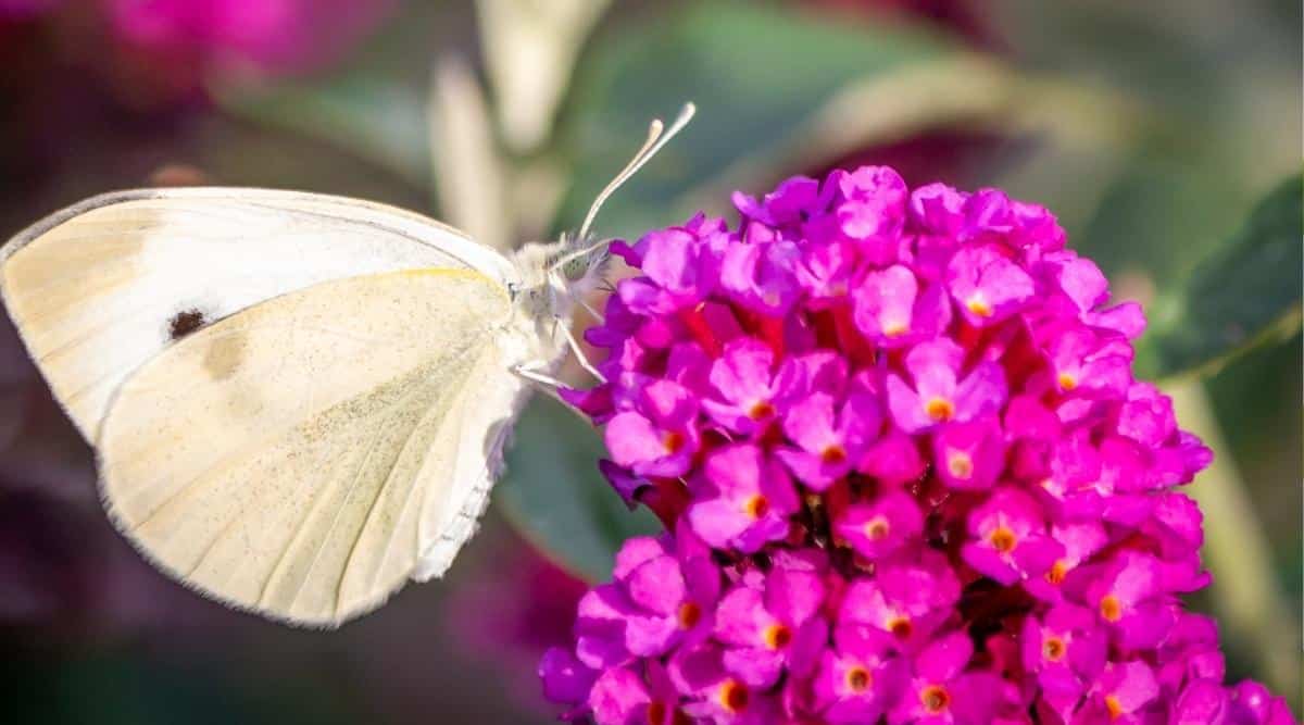 Close-up of a Cabbage White Butterfly feeding on nectar from a ‘Hot Raspberry’ variety of shrub. The butterfly is white with two black dots on each wing. The flowers are incredibly bright purple-pink with orange eyes. Blurred silvery foliage of a butterfly bush in the background.