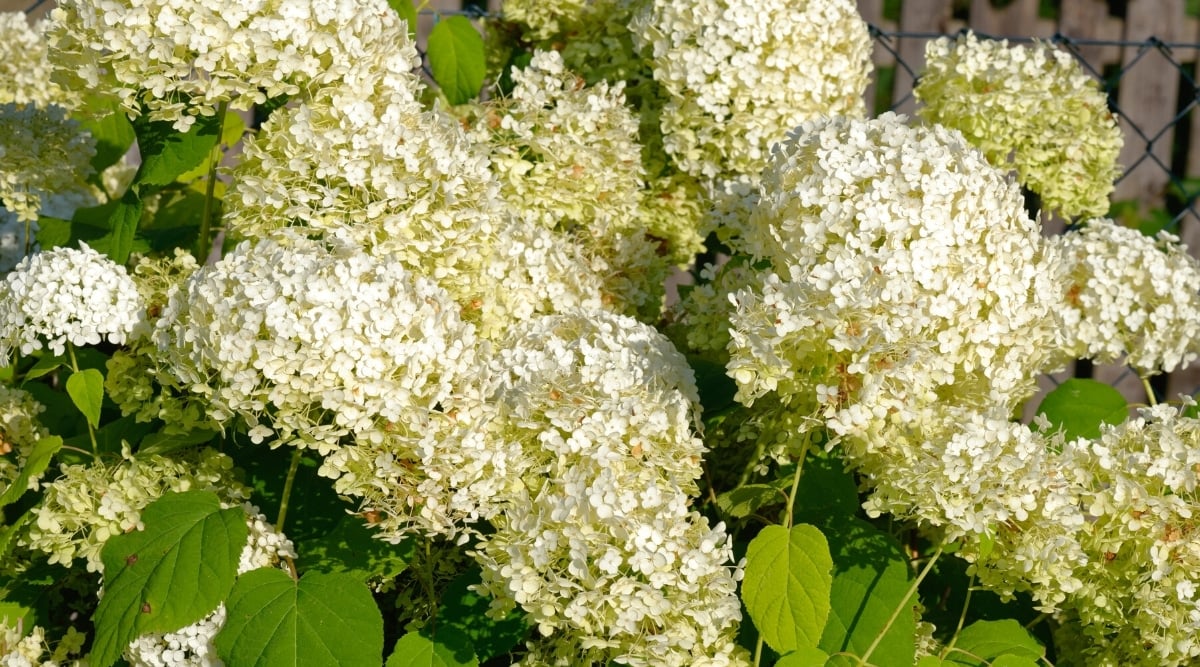 Close-up of a large profusely flowering shrub in a sunny garden. The plant has many large round loose inflorescences of tiny sterile white flowers. The leaves are large, green, oval with serrated edges.