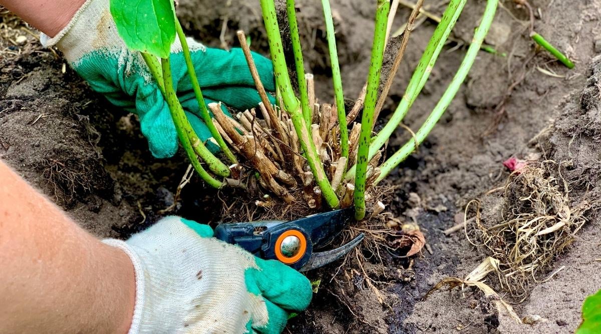 Hydrangea Hard pruning