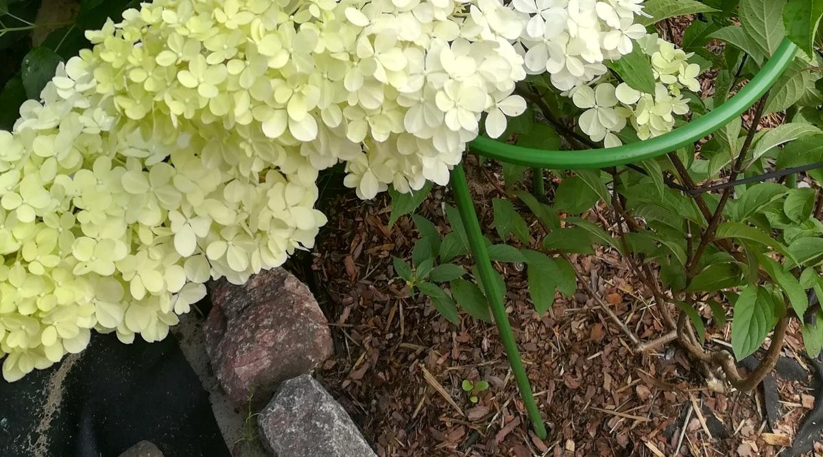 Hydrangea Mulching
