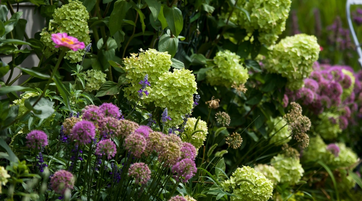 A beautiful blooming garden with blooming allim and a large bush of blooming lime hydrangea. Hydrangea has large, cone-shaped inflorescences of greenish, lime-colored sterile flowers and dark green heart-shaped leaves. Allium has tall stems with purple flower heads. Flower heads are rounded, composed of small star-shaped flowers.