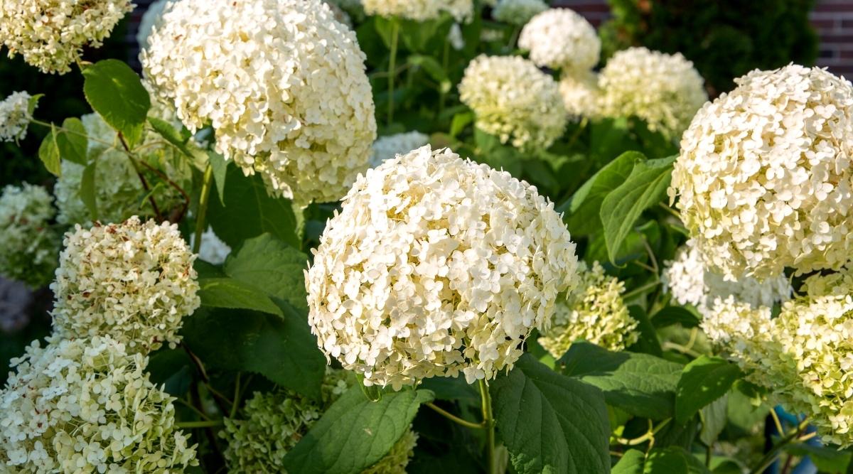 Large White Blossoms on a Shrub