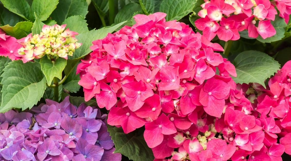Pink blooms in the garden