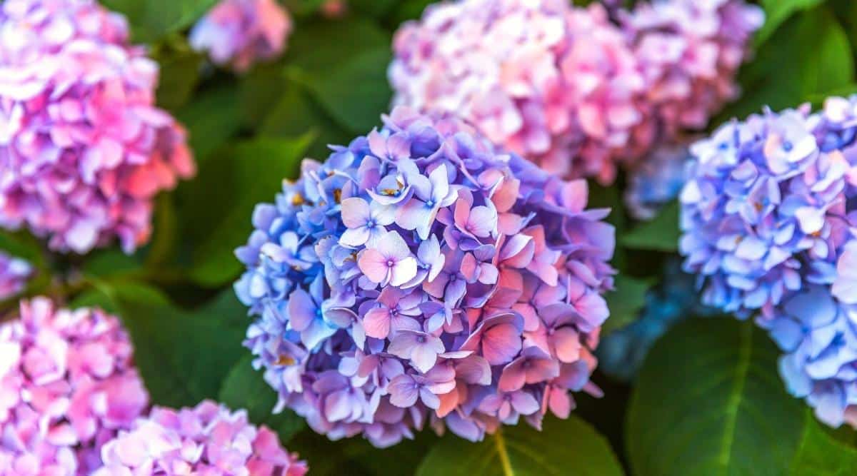 Shrubs are blooming with pink and blue flowers. The blue flowers are turning pink based on the soil pH. There are several blooms, some of which are half pink and half blue.