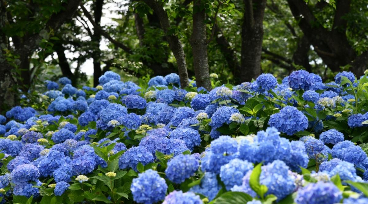 Shrubs With Blue Flowers Under Trees
