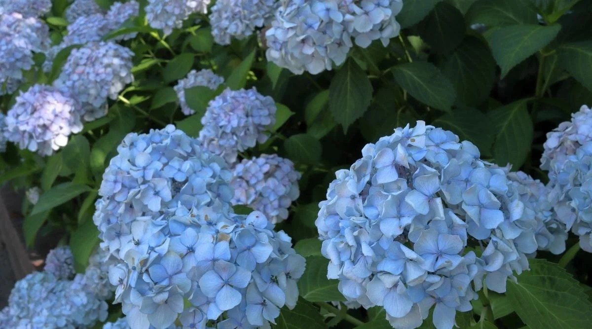 Dwarf Mini Penny Variety