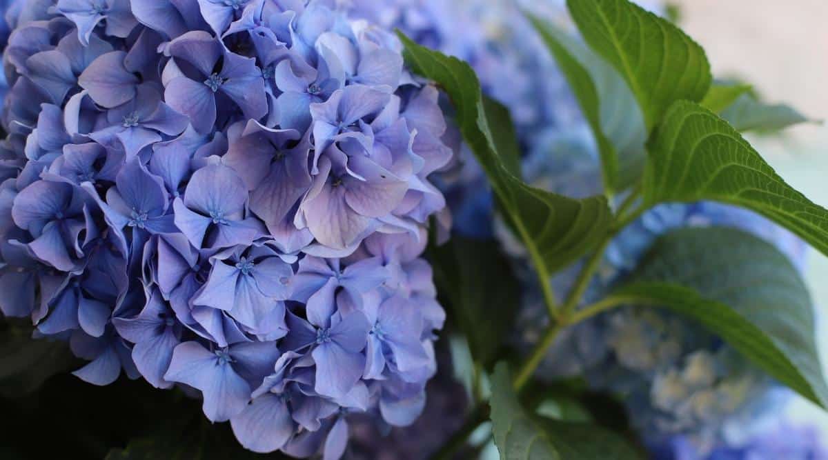 Close up of a blue flowerhead that is domed and attached to a shrub. A small branch with leaves peeks out to the right with green ovate leaves that are delicately serrated.