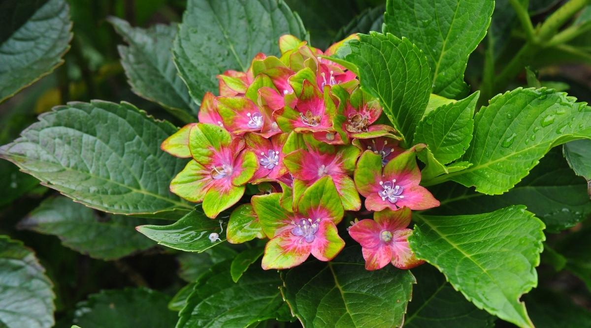 Macrophylla ‘Pistachio’ Variety