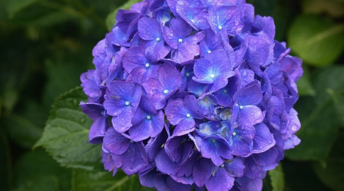 Macrophylla ‘Rhythmic Blue’ Variety