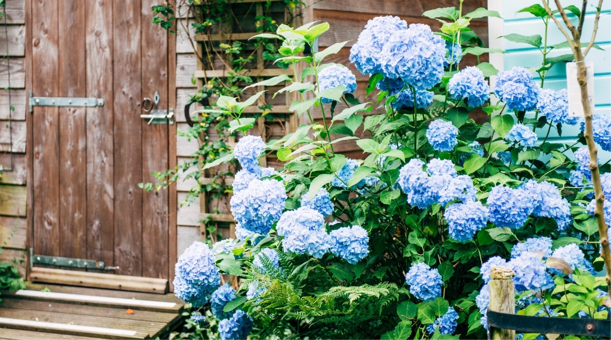 Close-up of a flowering bush next to a small barn, in a summer garden. The bush is tall, has long thin stems covered with oval leaves with serrated edges and large spherical inflorescences of pale blue flowers. The barn is wooden.