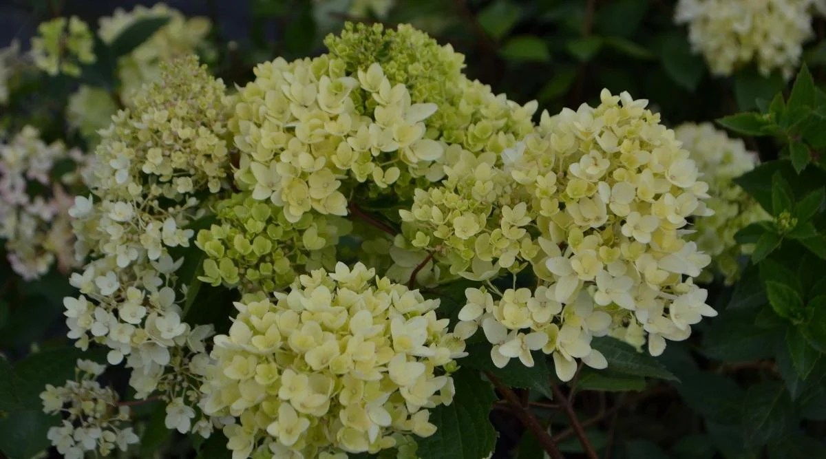 Paniculata ‘Bombshell’ Variety