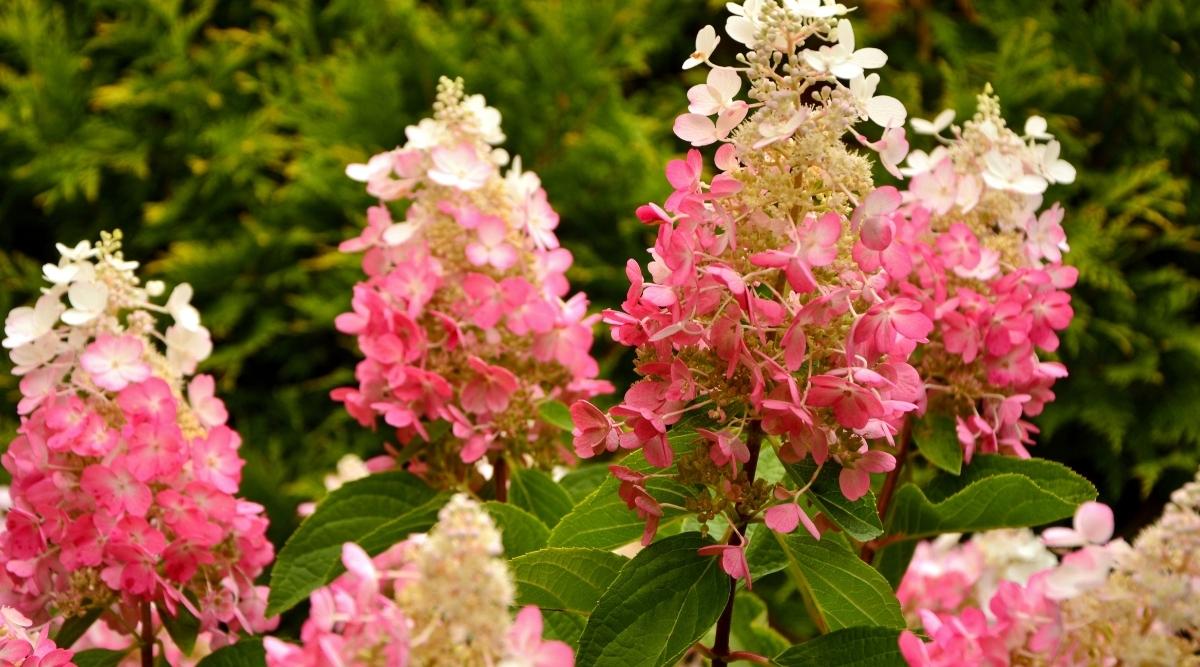 Paniculata ‘Flare’ Variety