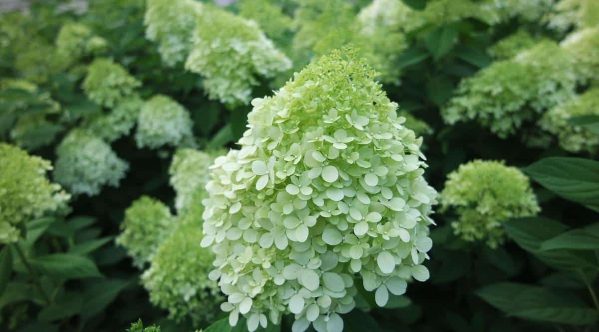Panicles of flowers in pale green, almost white, growing on a shrub. The large shrub blurs toward the background. The foliage is dark green and ovate with a pointed tip and serrated edges.