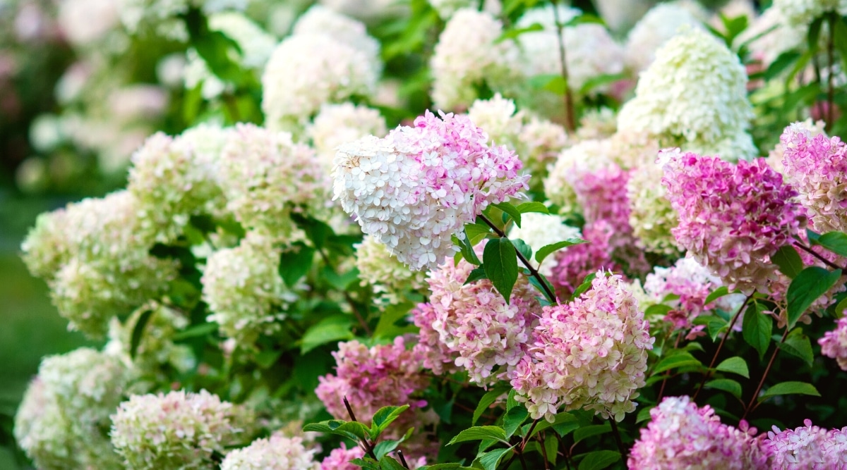 Close-up of blooming shrub in the garden. The bushes are lush, large, have thin purple stems covered with oval, pointed leaves, dark green in color. Large cone-shaped panicles, consist of many small white-cream sterile flowers that turn pink.