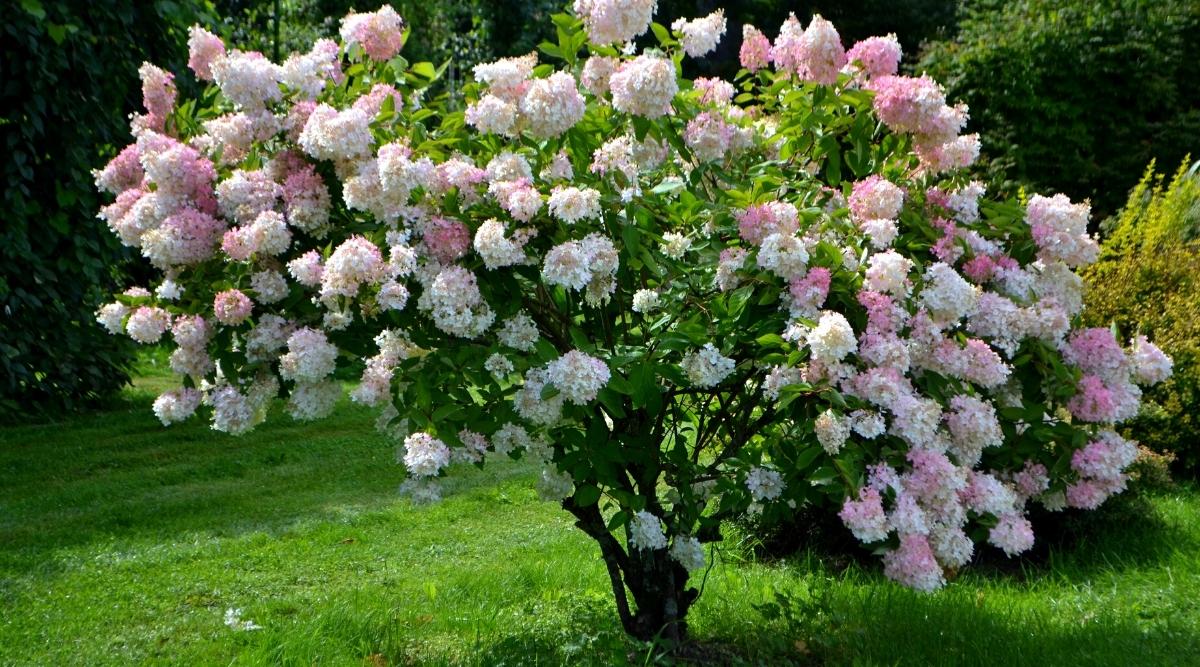 Hydrangea paniculata grows in a tree shape