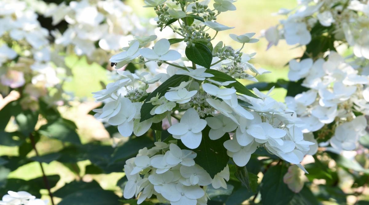 Quercifolia ‘Pee Wee’ Variety
