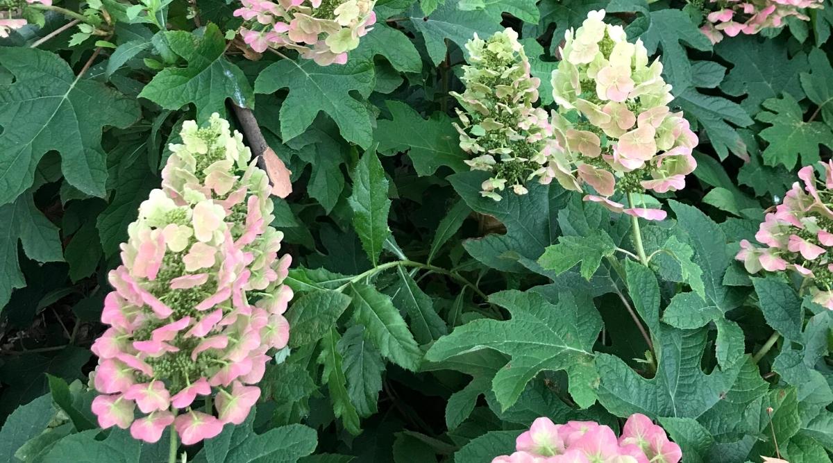 Variety ‘Ruby Slippers’