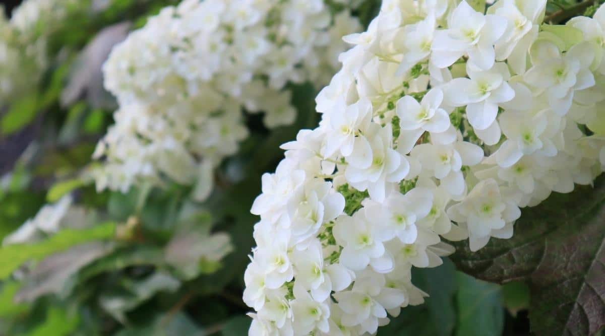 Variety ‘Snowflake’ Oakleaf in Garden