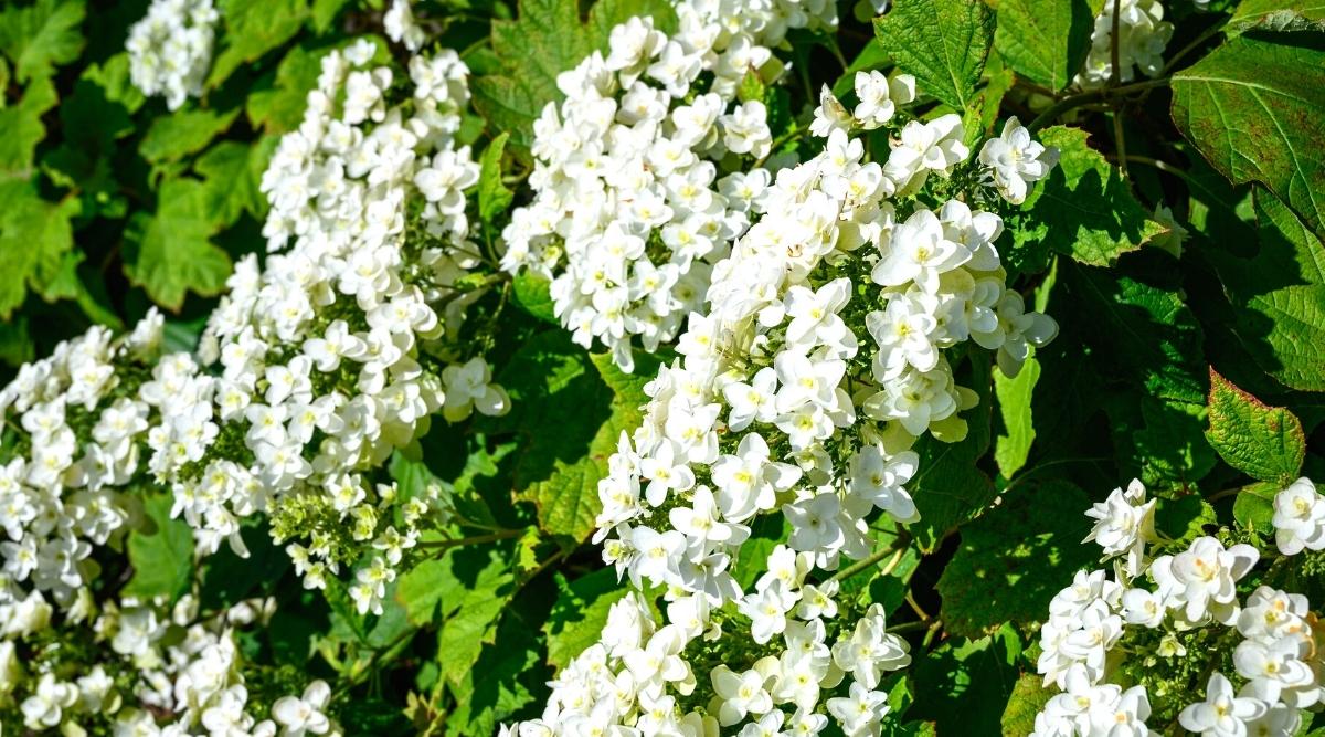 Close-up of a flowering Hydrangea quercifolia bush against a blurred background of a brown wooden fence. The shrub blooms in magnificent conical clusters of creamy white 6-petalled flowers. It has large bright green lobed leaves in the shape of oak leaves. The leaves are covered with small brown spots.