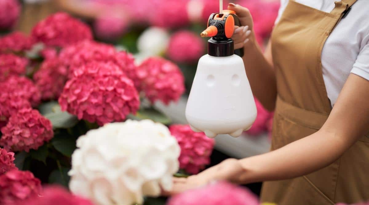 Deterrent Spray on Flowers