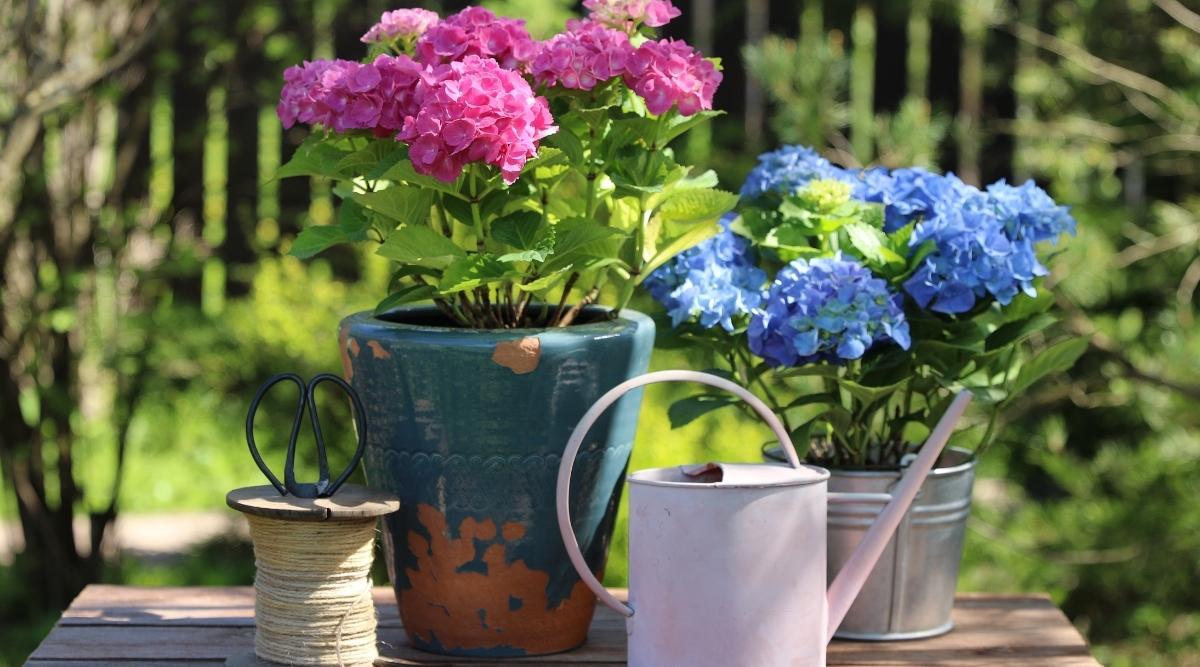 Flowering plants in pots
