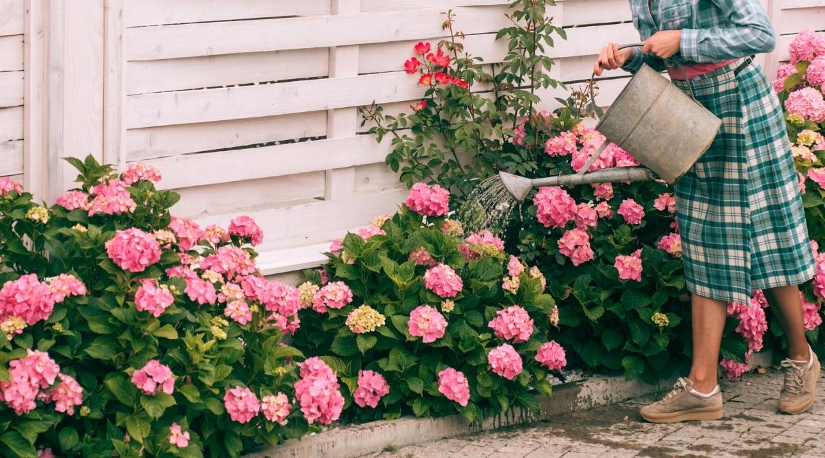 Hydrangeas watering