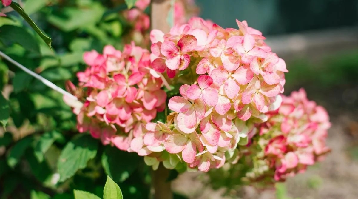Plant with pink blooms in sunlight.