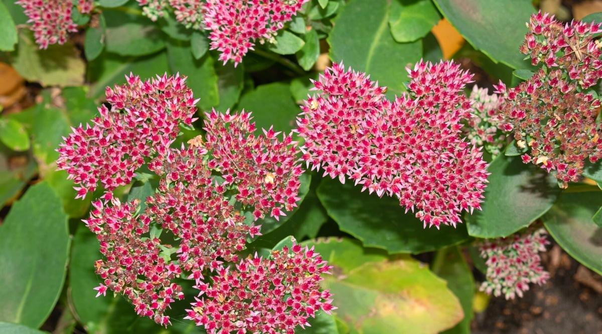 Lilac Companion Plants: 13 Different Plants to Grow With Lilacs