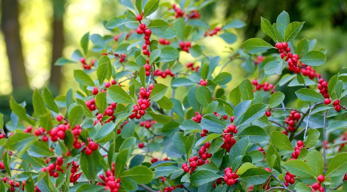 Close-up of a branch of an Ilex verticillata bush covered with green foliage and small red berries. The leaves are simple, dark green, oval in shape.