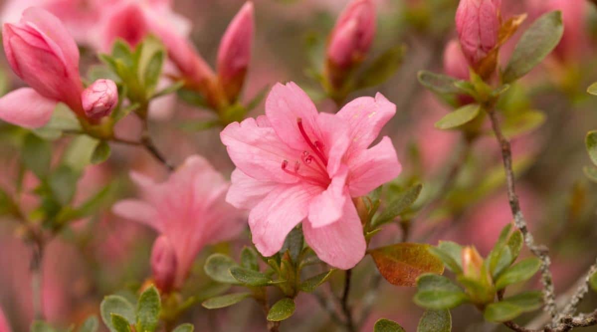 Close-up of an Imperial Queen azalea flower against a blurred background of closed pink buds. The flower is funnel-shaped, double, consists of oval petals arranged in two layers around long red stamens sticking out from the center of the flower. The leaves are small, oval, dark green, very pubescent.