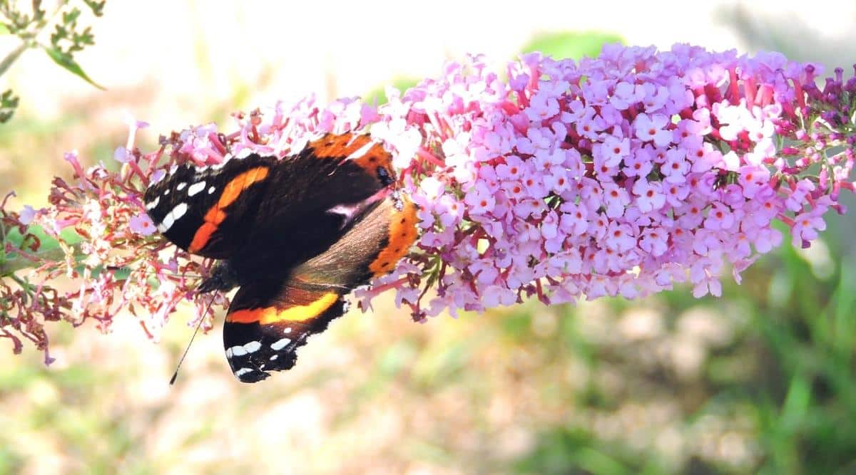 Close-up of a Red Admiral Butterfly sitting with its wings spread on the pink flowers of the “InSpired pink” Butterfly Bush. The butterfly is black with orange stripes on the lower edges of the wings and sides, as well as white spots on the upper edges of the wings. Small incredibly delicate flowers of a light pink hue with orange eyes are collected in a long string of blooms. The sun’s rays partially illuminate the flowering branch. Blurred green summer garden background.