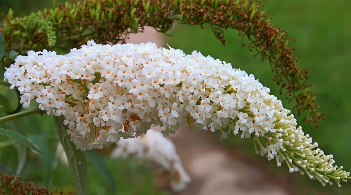 Close-up of the white cluster of flowers of the ‘Ivory’ butterfly bush. The flowers are incredibly small delicate white with orange eyes. The inflorescence grows vertically and the tapering end leans down. In the background is a plant that has already faded with brown dried flowers. The background is blurry.