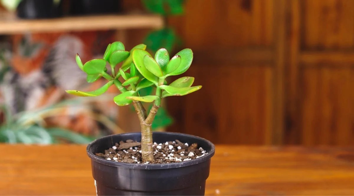 How to Repot a Jade Plant in 4 Simple Steps