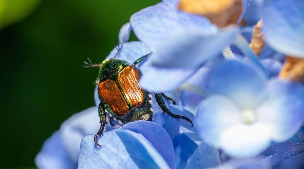 Pests on Blooming Shrub