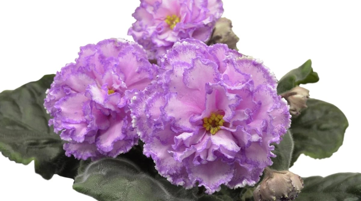Close-up of three saintpaulia in bloom on a white background. The blooms are large, double, with corrugated edges, light pink in color with a light purple border around the edge.