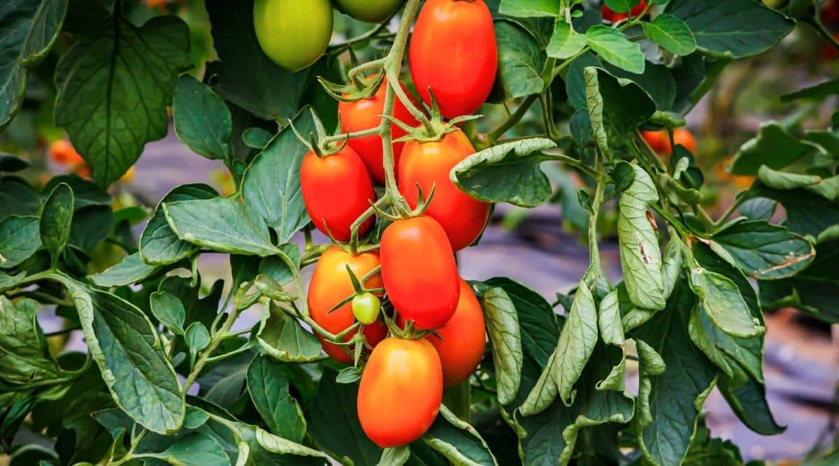 Close-up of ripe fruit on a &lsquo;Juliet Hybrid&rsquo; tomato bush in the garden. The bush is large, lush, has compound green leaves and long clusters of small, oval, oblong, smooth orange-red fruits.