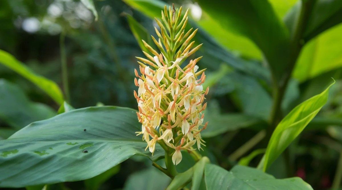 Close up of a tall cone shaped flower made up of tiny, light yellow, spiky flowers, surrounded by large green oval shaped leaves.