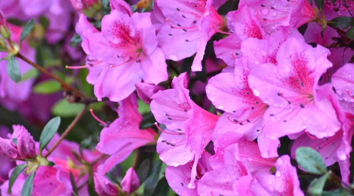 Close-up of blooming Karen azalea flowers covered with dew drops. The flowers are funnel-shaped, a pleasant lilac shade with bright red freckles.